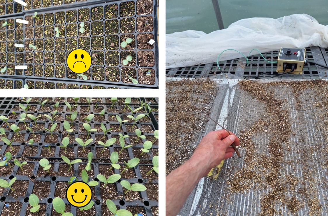 Watermelon seedlings in a tray.